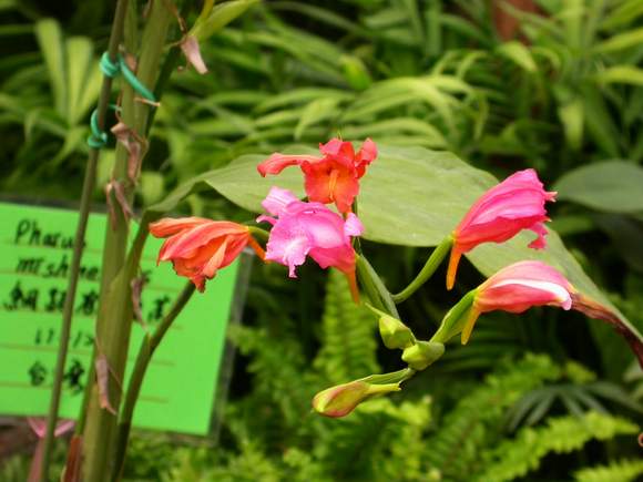 按此在新視窗瀏覽圖片