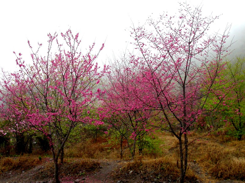 按此在新視窗瀏覽圖片