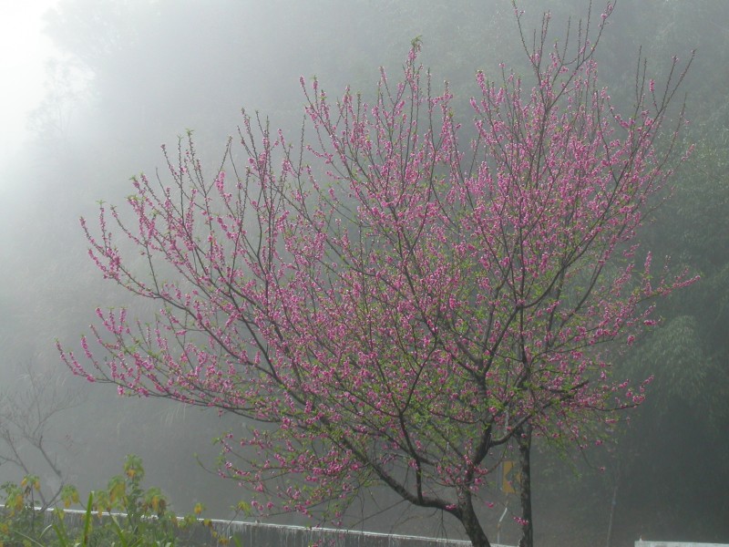 按此在新視窗瀏覽圖片