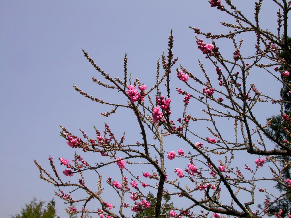 按此在新視窗瀏覽圖片