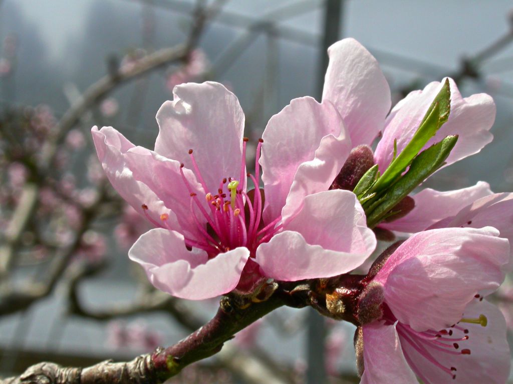 按此在新視窗瀏覽圖片