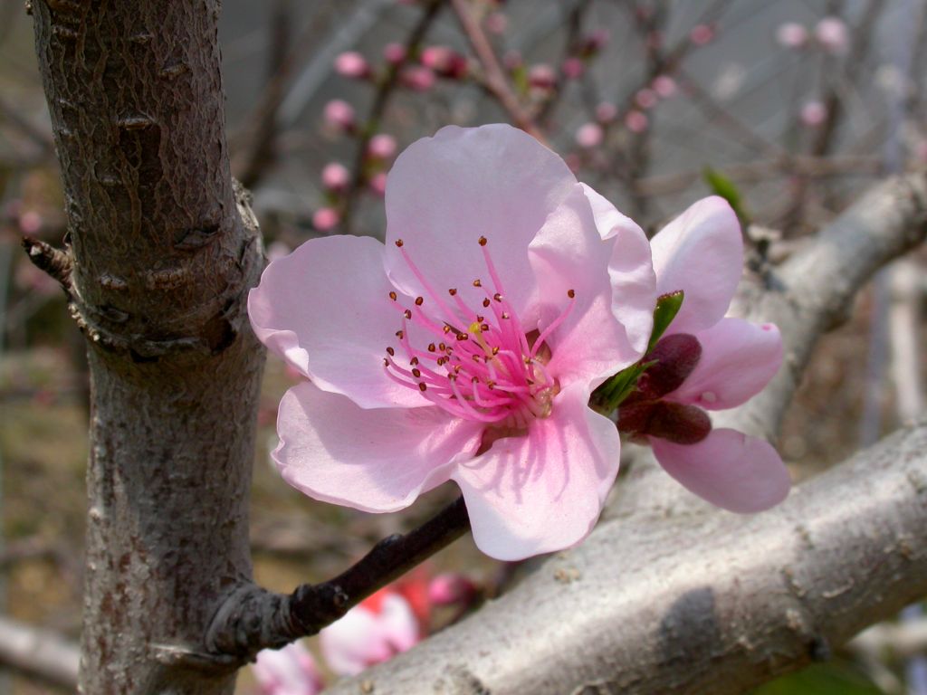 按此在新視窗瀏覽圖片