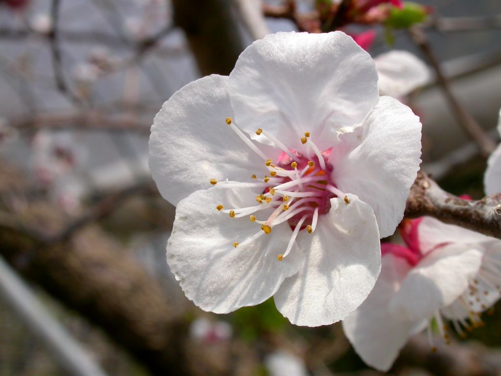 按此在新視窗瀏覽圖片