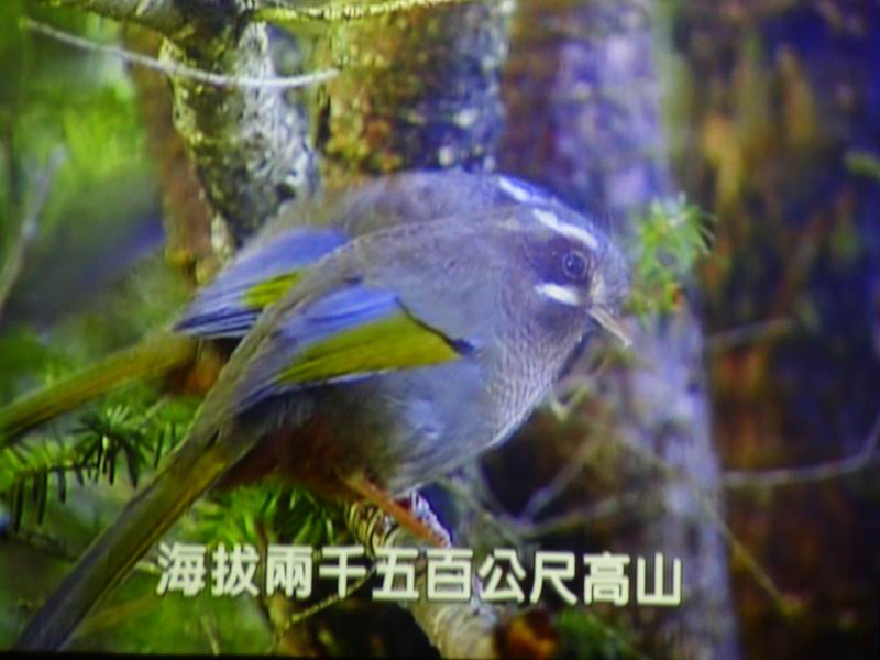 按此在新視窗瀏覽圖片