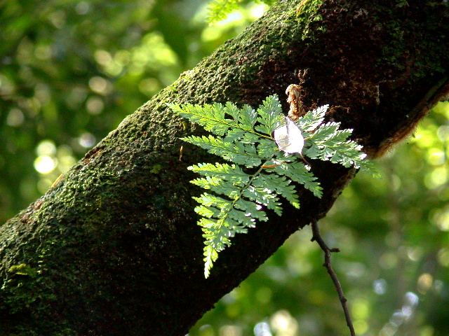 按此在新視窗瀏覽圖片