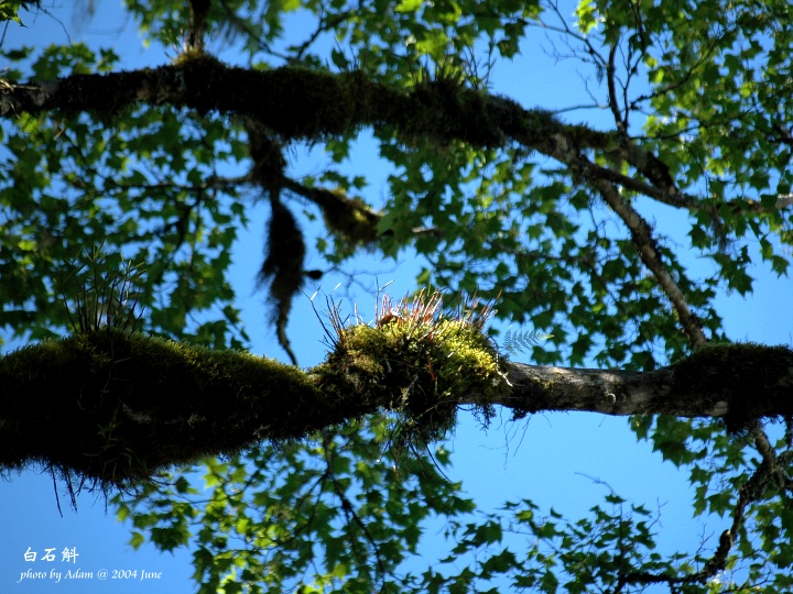 按此在新視窗瀏覽圖片