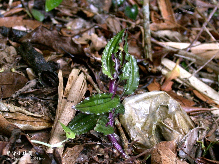 按此在新視窗瀏覽圖片