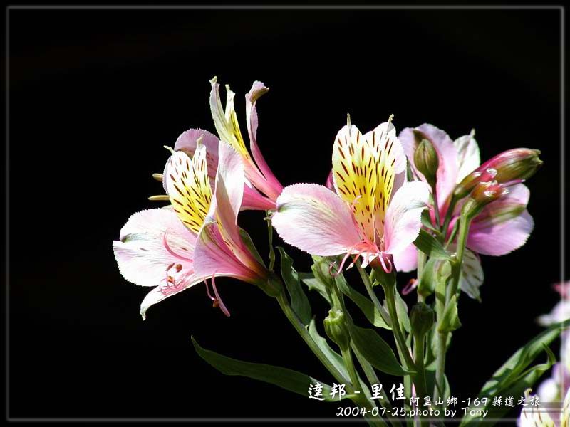 按此在新視窗瀏覽圖片