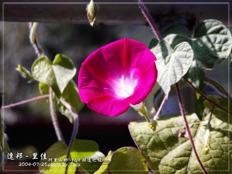 按此在新視窗瀏覽圖片