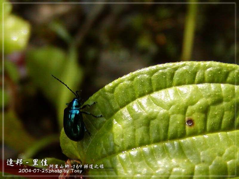 按此在新視窗瀏覽圖片