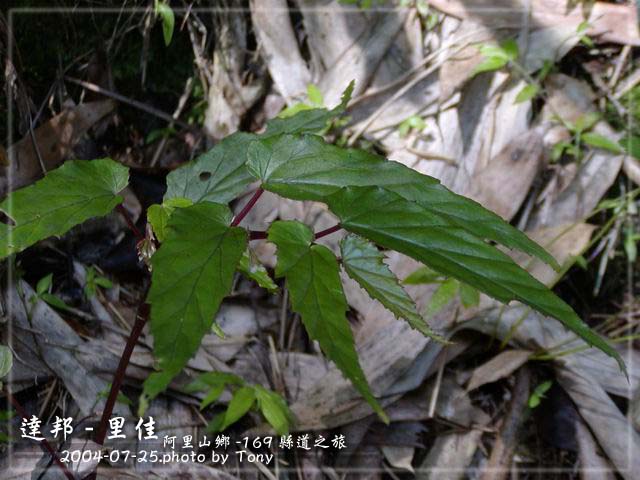 按此在新視窗瀏覽圖片