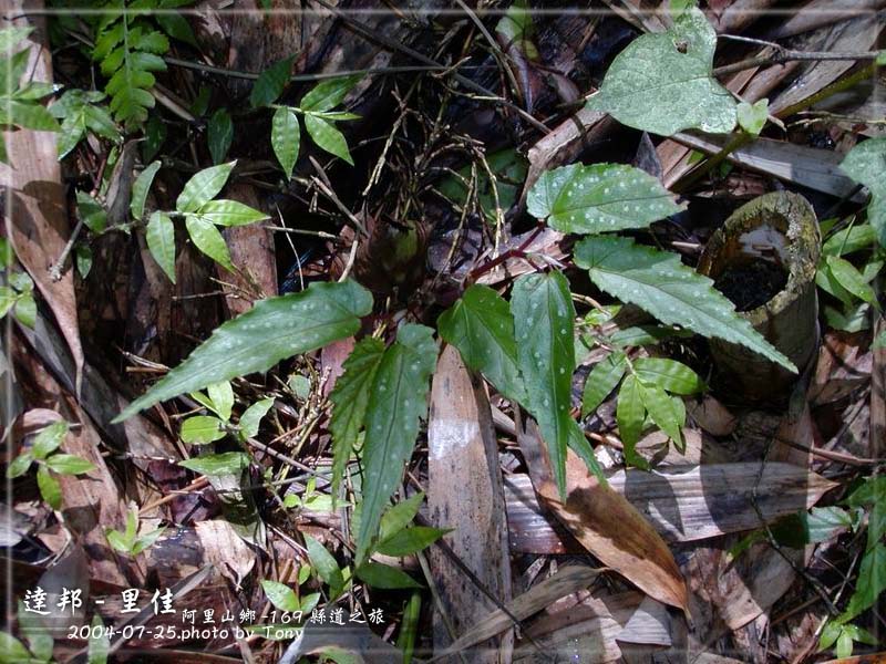 按此在新視窗瀏覽圖片