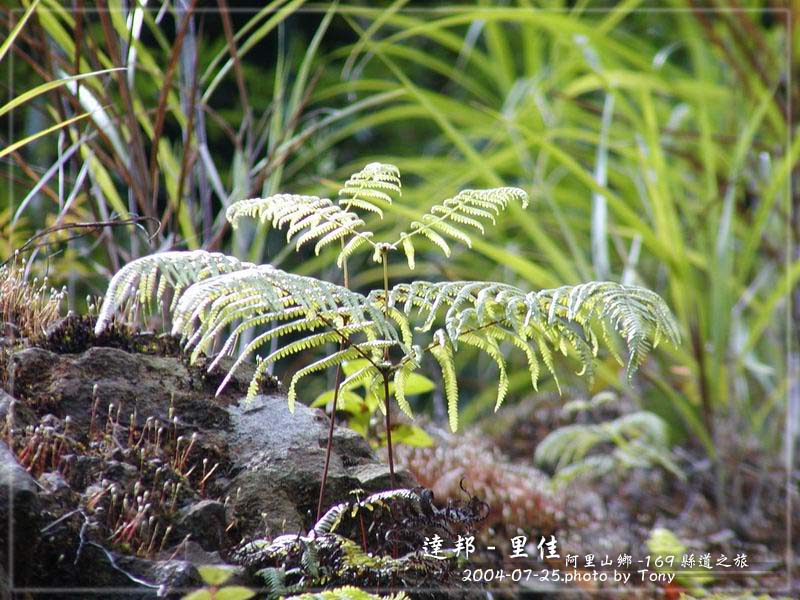 按此在新視窗瀏覽圖片
