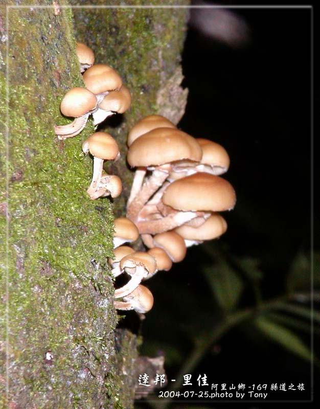 按此在新視窗瀏覽圖片