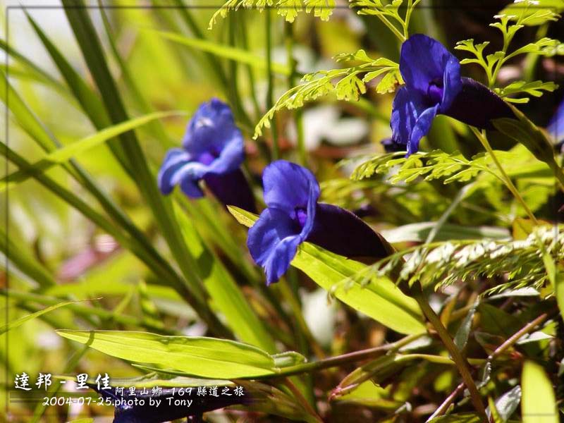按此在新視窗瀏覽圖片