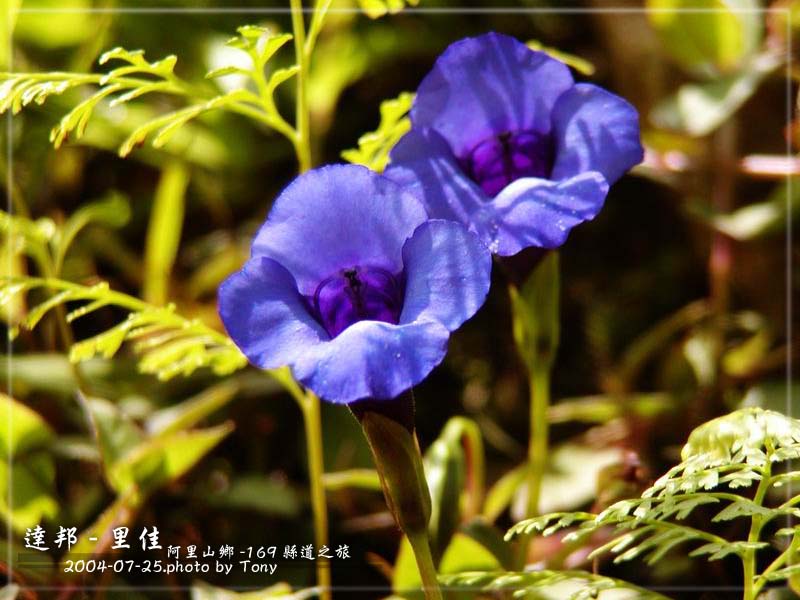 按此在新視窗瀏覽圖片