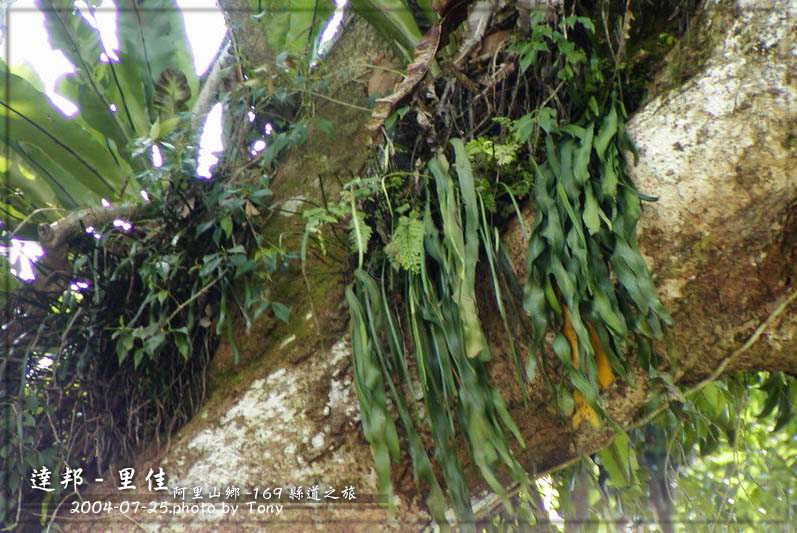 按此在新視窗瀏覽圖片