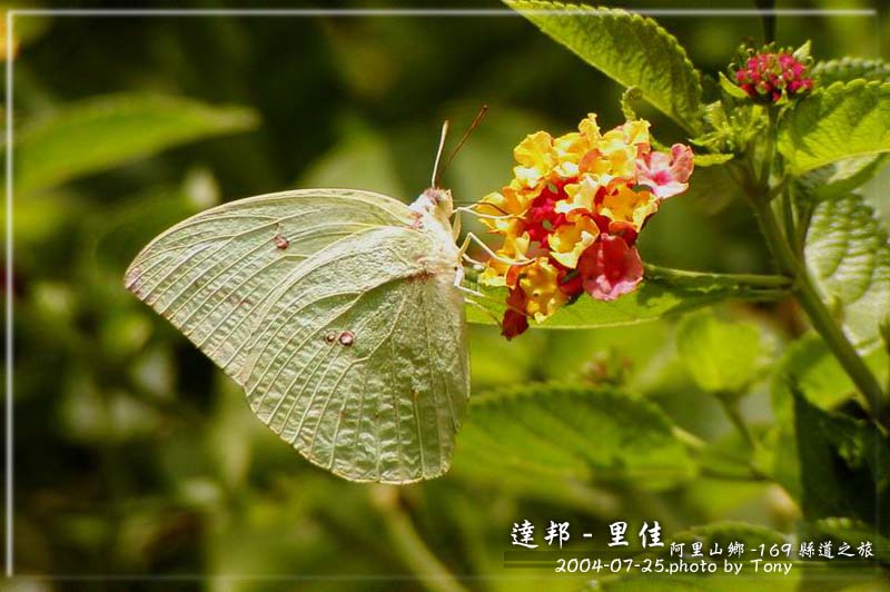 按此在新視窗瀏覽圖片