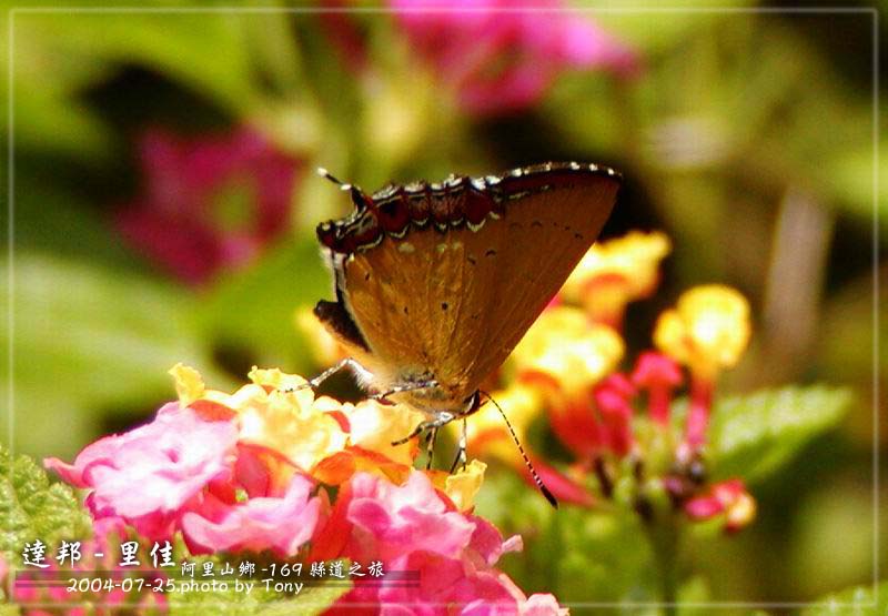 按此在新視窗瀏覽圖片