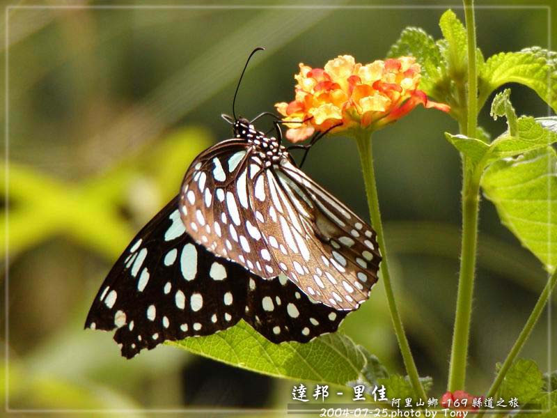 按此在新視窗瀏覽圖片