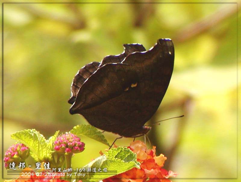 按此在新視窗瀏覽圖片
