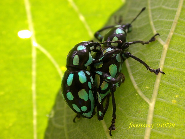 按此在新視窗瀏覽圖片