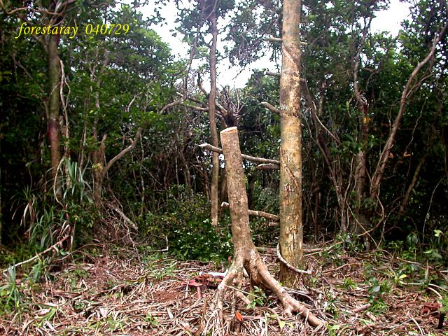 按此在新視窗瀏覽圖片