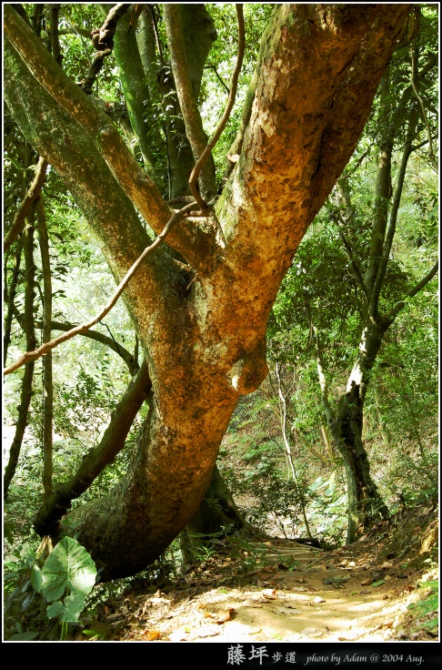 按此在新視窗瀏覽圖片
