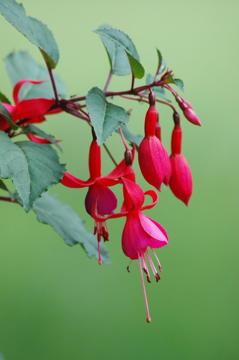 按此在新視窗瀏覽圖片