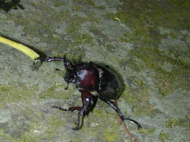 按此在新視窗瀏覽圖片