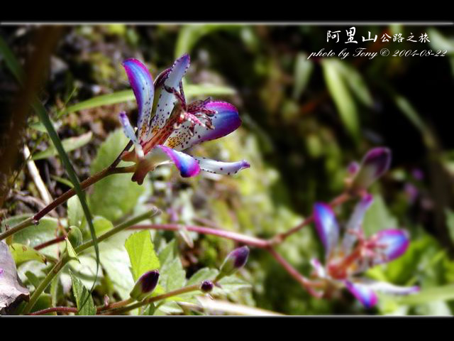 按此在新視窗瀏覽圖片