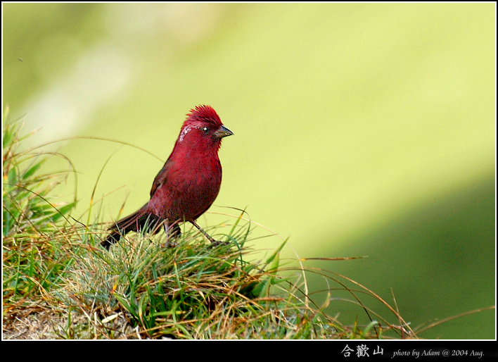 按此在新視窗瀏覽圖片