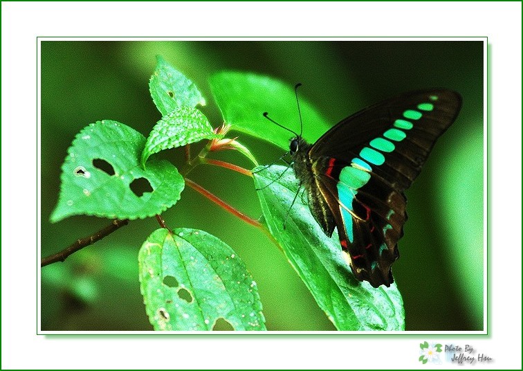 按此在新視窗瀏覽圖片