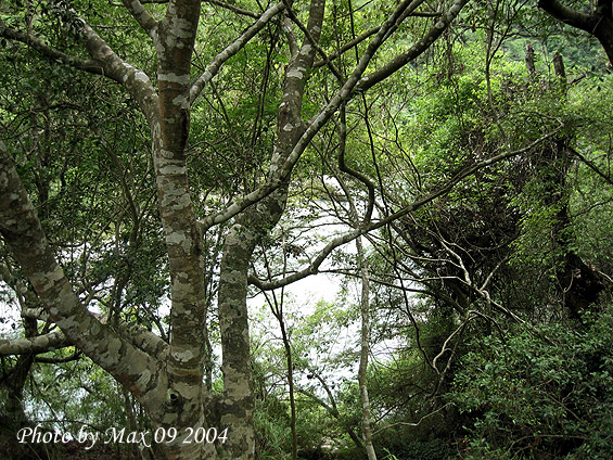 按此在新視窗瀏覽圖片
