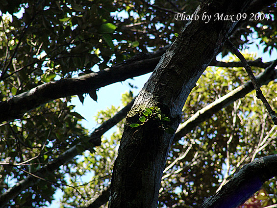 按此在新視窗瀏覽圖片