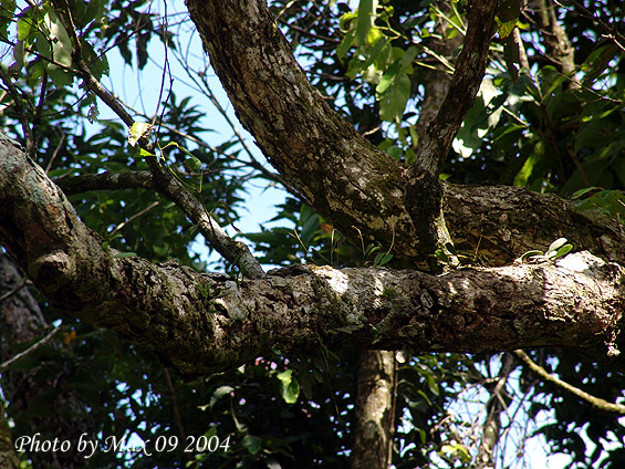 按此在新視窗瀏覽圖片