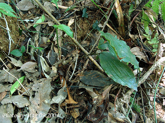按此在新視窗瀏覽圖片