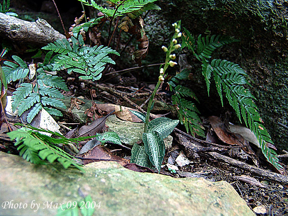 按此在新視窗瀏覽圖片