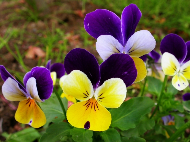 按此在新視窗瀏覽圖片