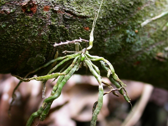 按此在新視窗瀏覽圖片