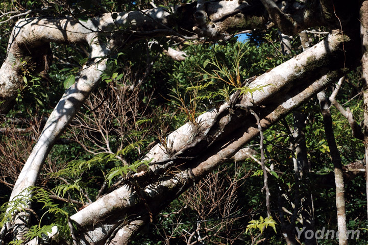 按此在新視窗瀏覽圖片