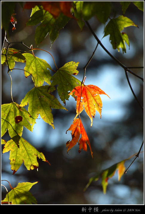 按此在新視窗瀏覽圖片