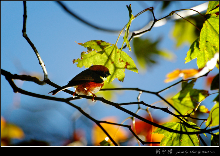 按此在新視窗瀏覽圖片