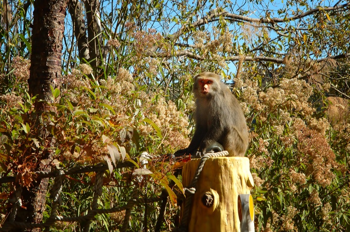 按此在新視窗瀏覽圖片