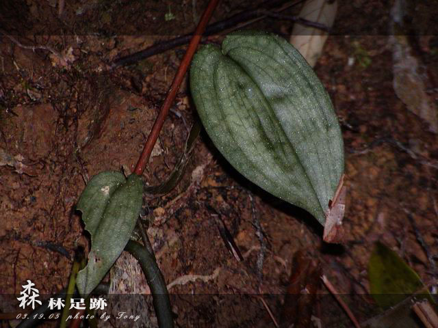 按此在新視窗瀏覽圖片