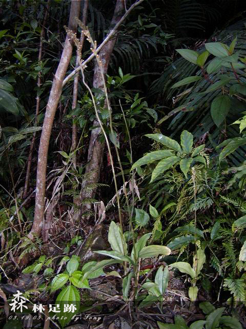 按此在新視窗瀏覽圖片