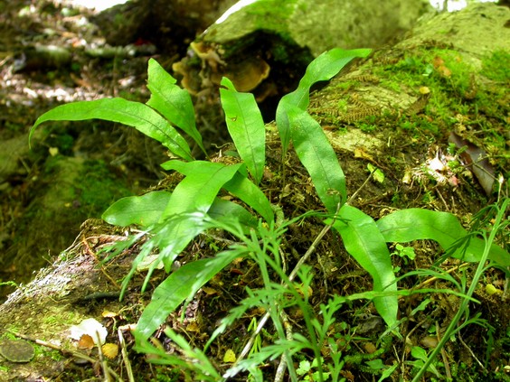 按此在新視窗瀏覽圖片