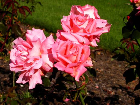 按此在新視窗瀏覽圖片