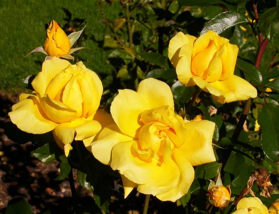 按此在新視窗瀏覽圖片