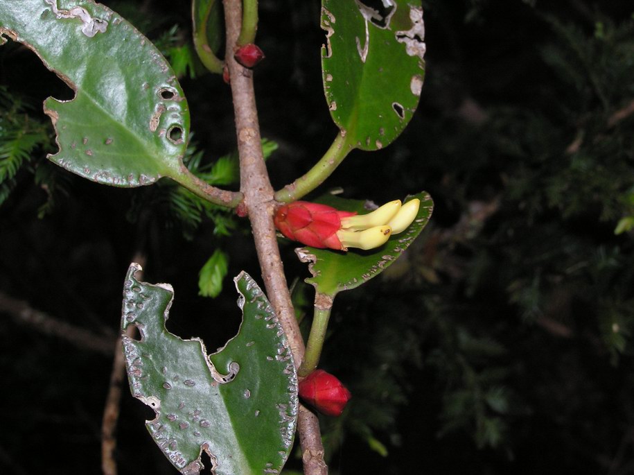 按此在新視窗瀏覽圖片